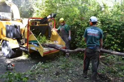 tree services Mammoth